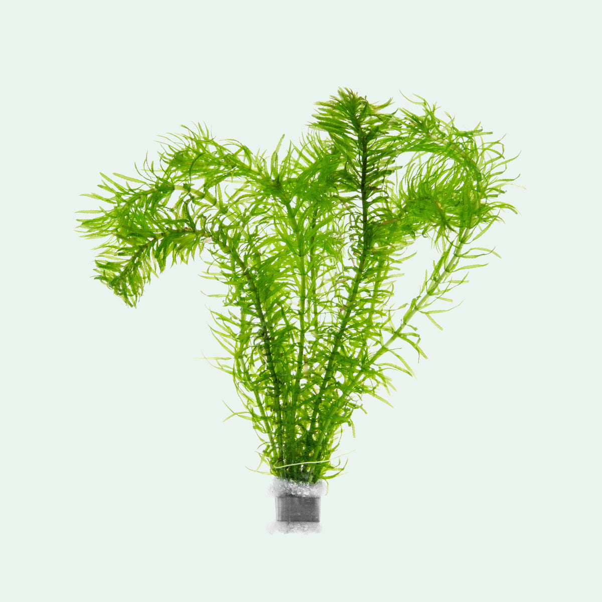 Anacharis fast growing aquarium stem plant for fish tanks