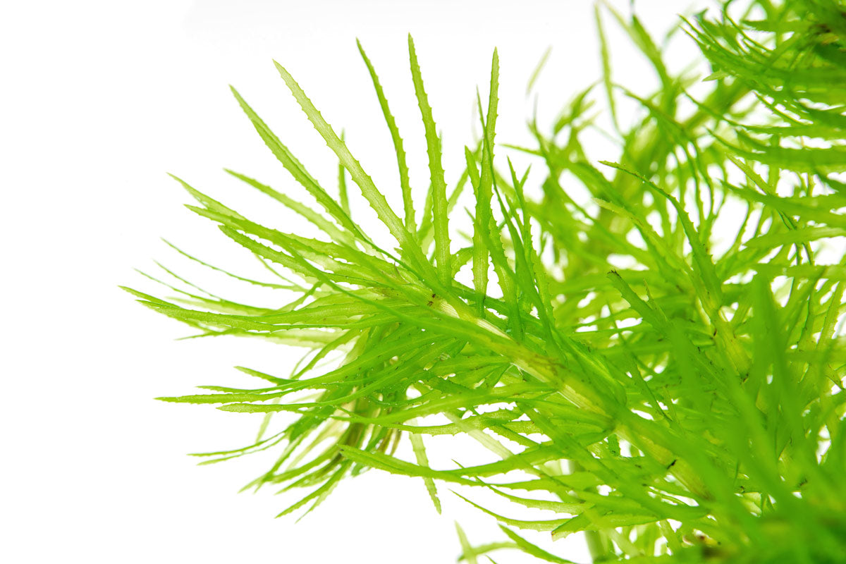 Closeup of Egeria Najas aquatic stem plant for planted tanks and aquascaping