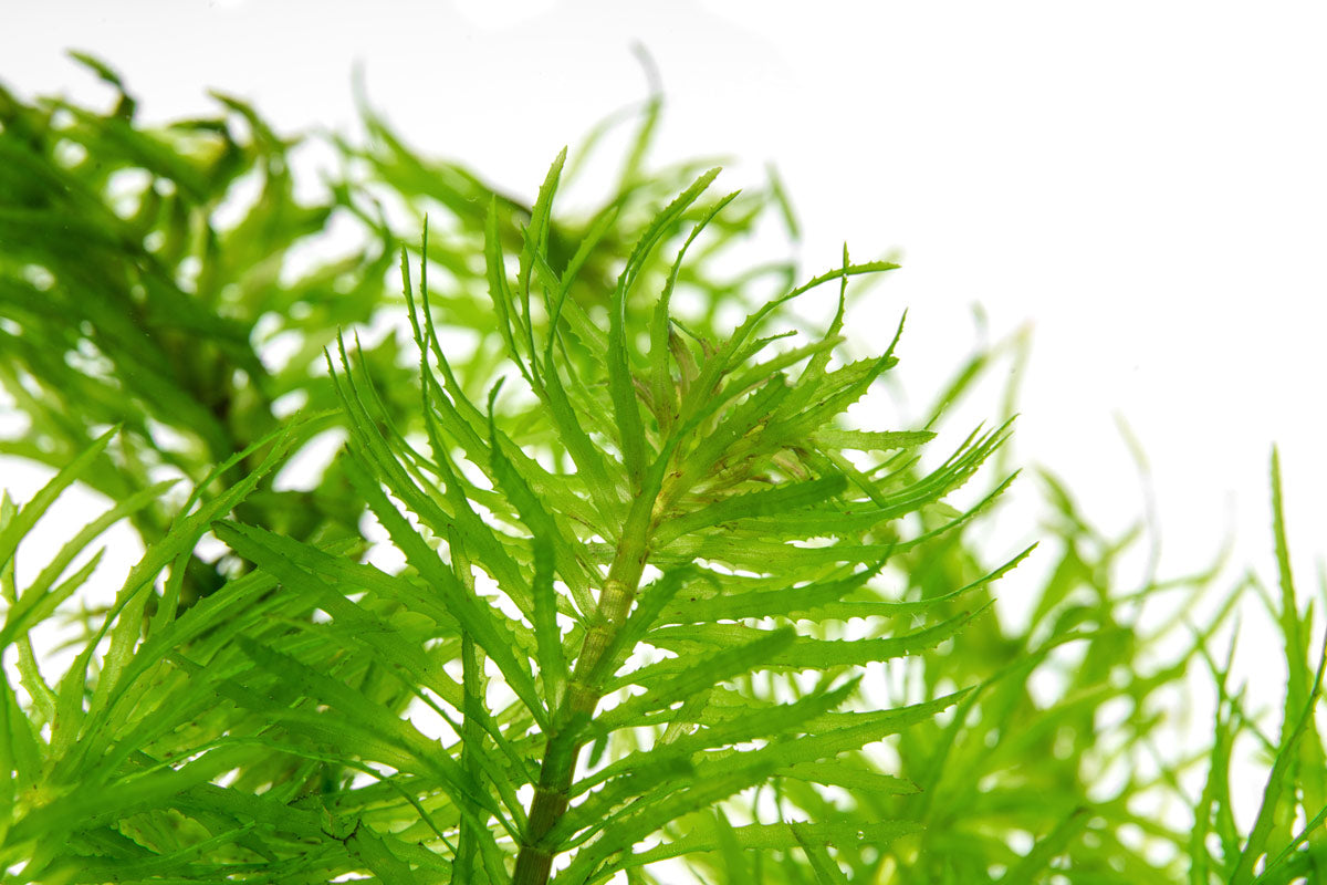 Closeup of Egeria Najas aquatic stem plant for planted tanks and aquascaping