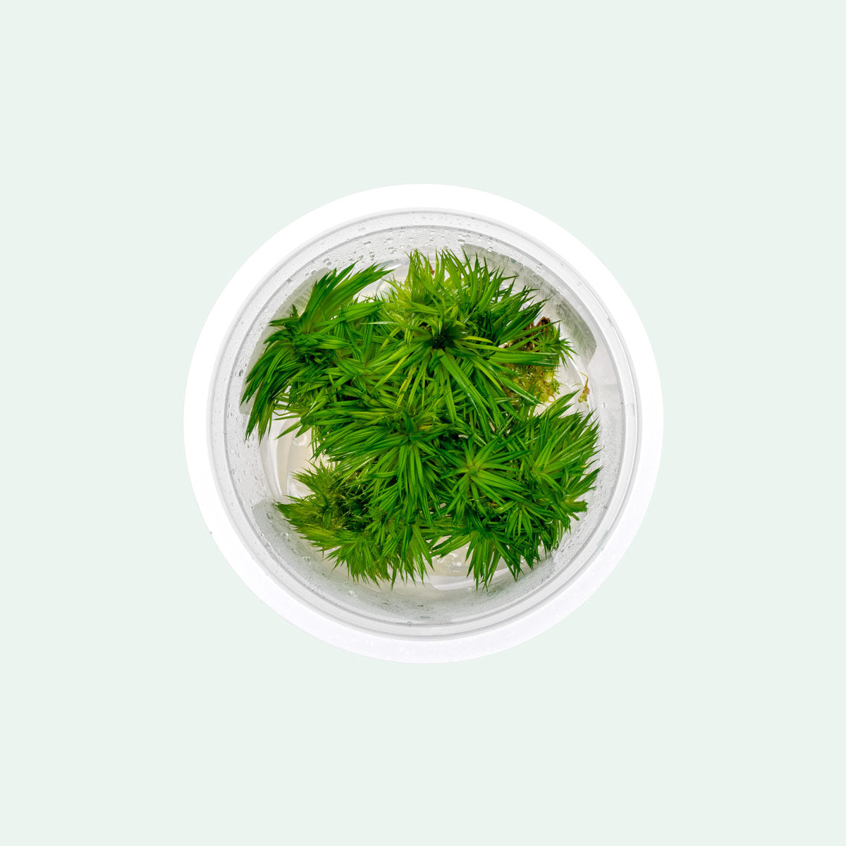A grass-like marginal eriocaulon plant that grows in aquariums or paludariums.