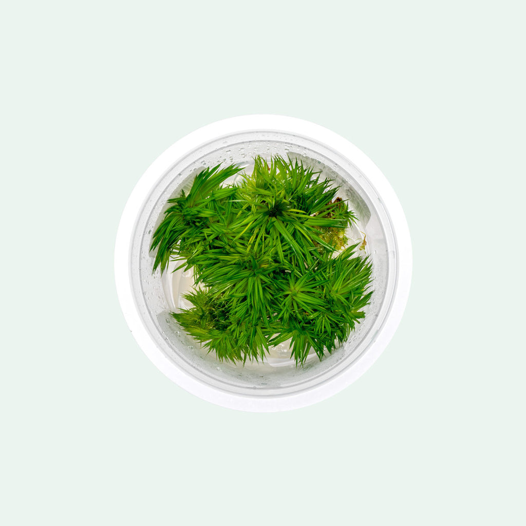 A grass-like marginal eriocaulon plant that grows in aquariums or paludariums.