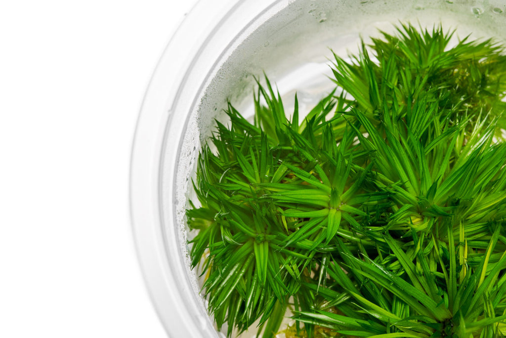 A grass-like marginal eriocaulon plant that grows in aquariums or paludariums.