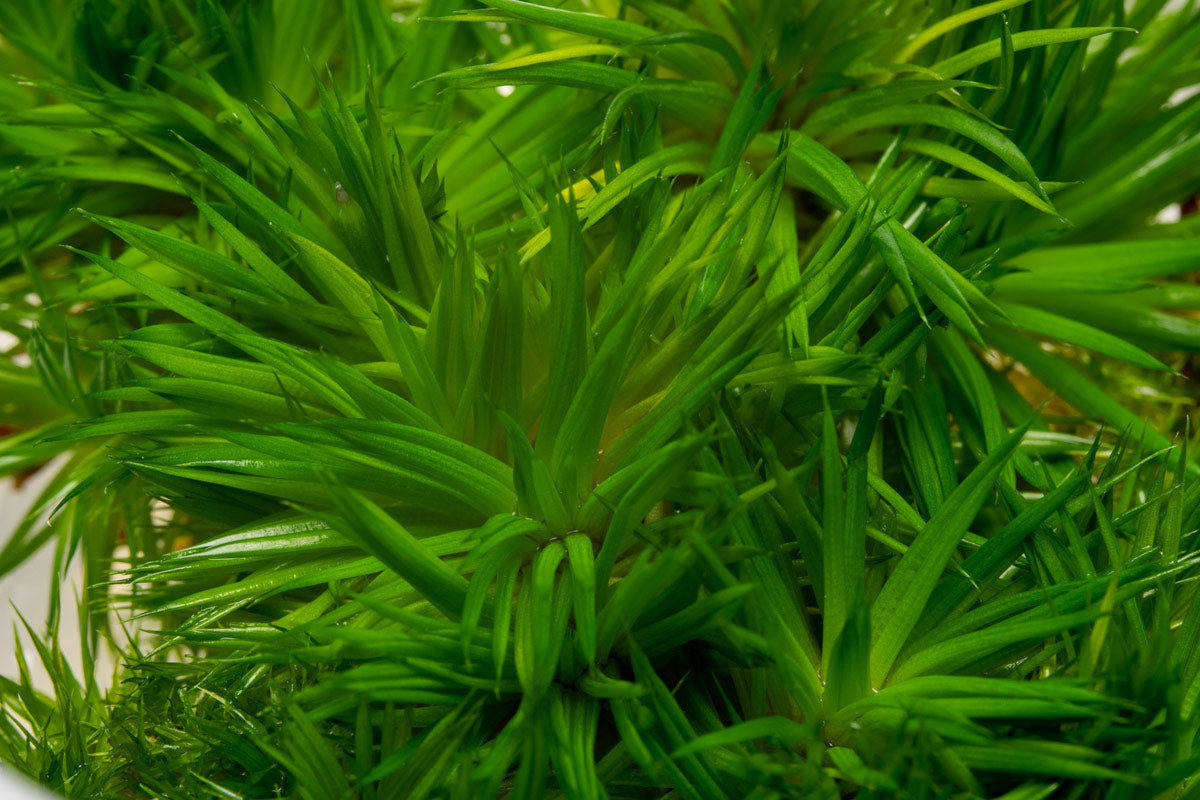A grass-like marginal eriocaulon plant that grows in aquariums or paludariums.