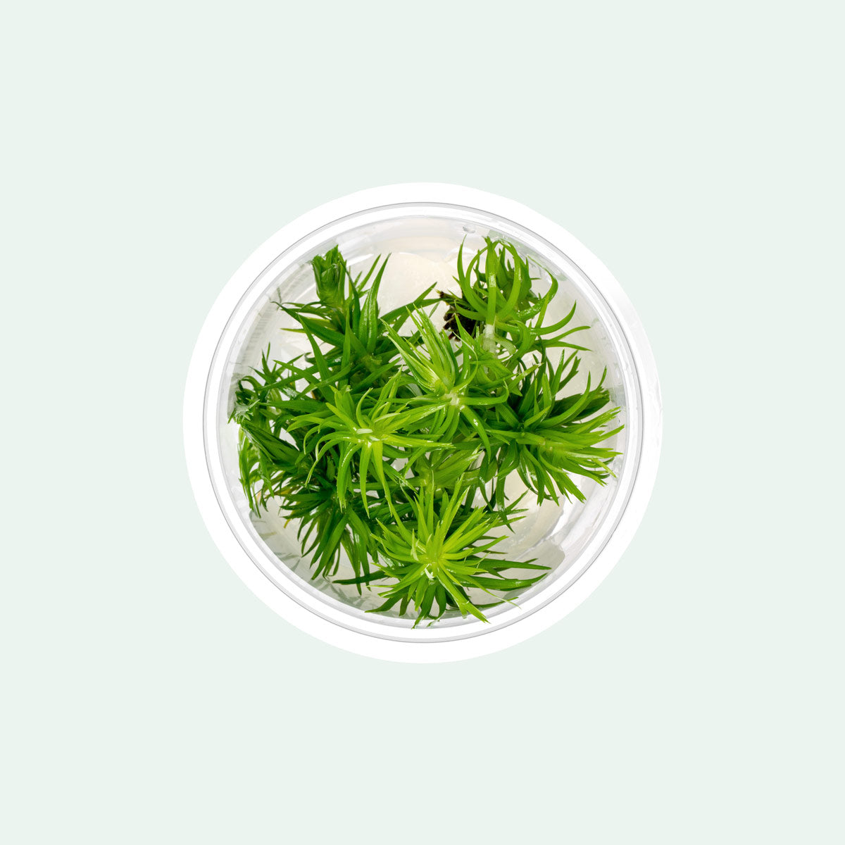 Eriocaulon Buergerianum - Live Erio Plant | Glass Aqua