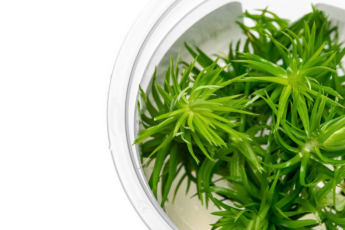 Eriocaulon Buergerianum - Live Erio Plant | Glass Aqua