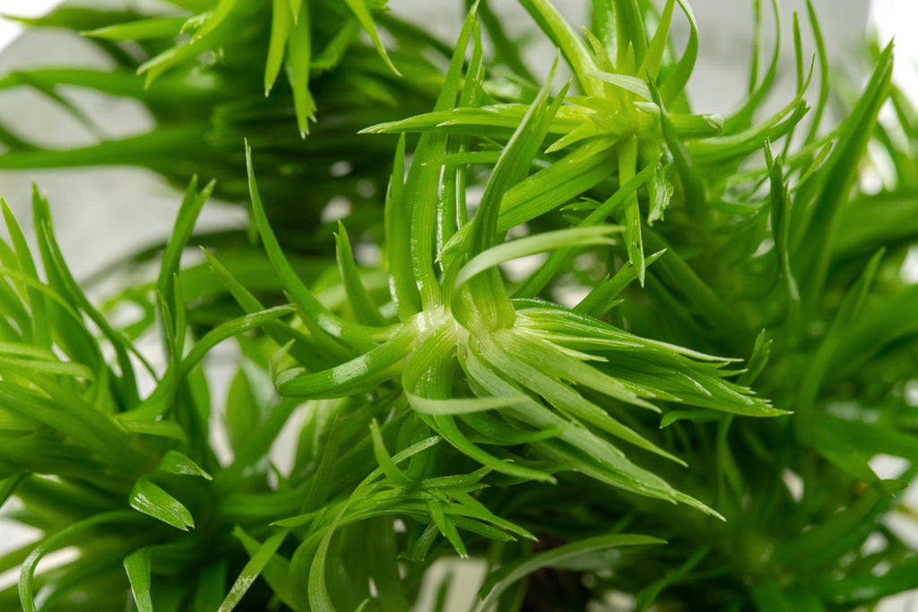 Eriocaulon Buergerianum - Live Erio Plant | Glass Aqua