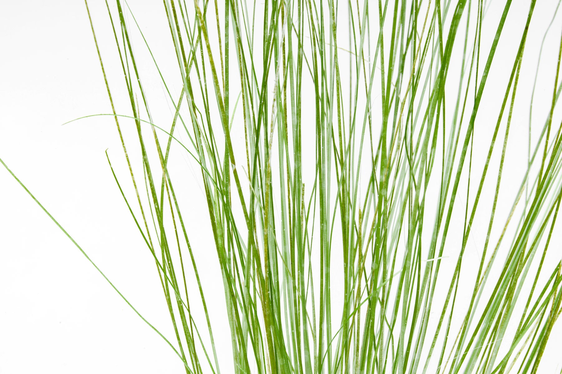 Eriocaulon Feather Duster in UNS Ultum Nature Systems 90L 20 Gallon Planted Aquarium Tank Iwagumi Aquascape