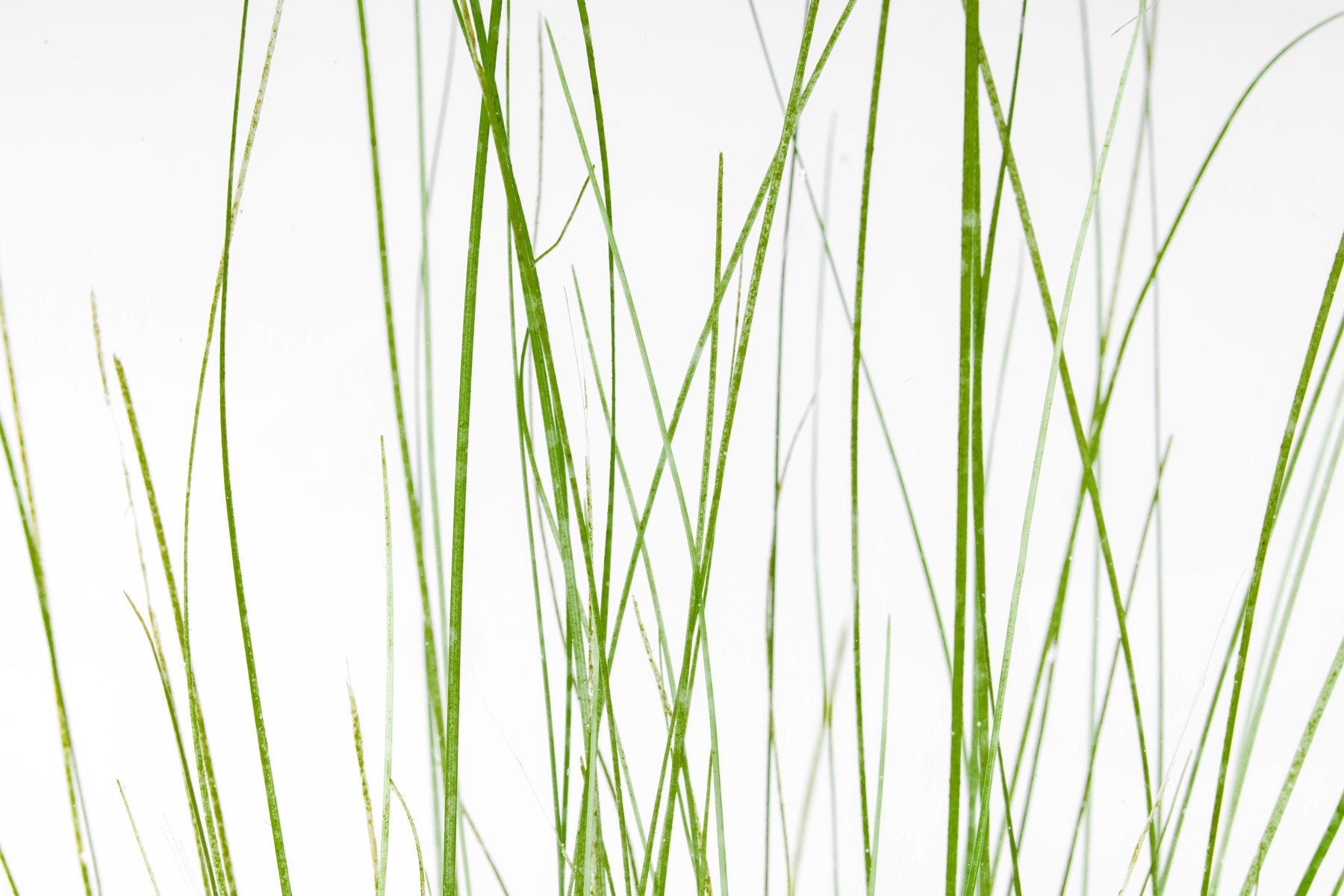 Eriocaulon Feather Duster in UNS Ultum Nature Systems 90L 20 Gallon Planted Aquarium Tank Iwagumi Aquascape