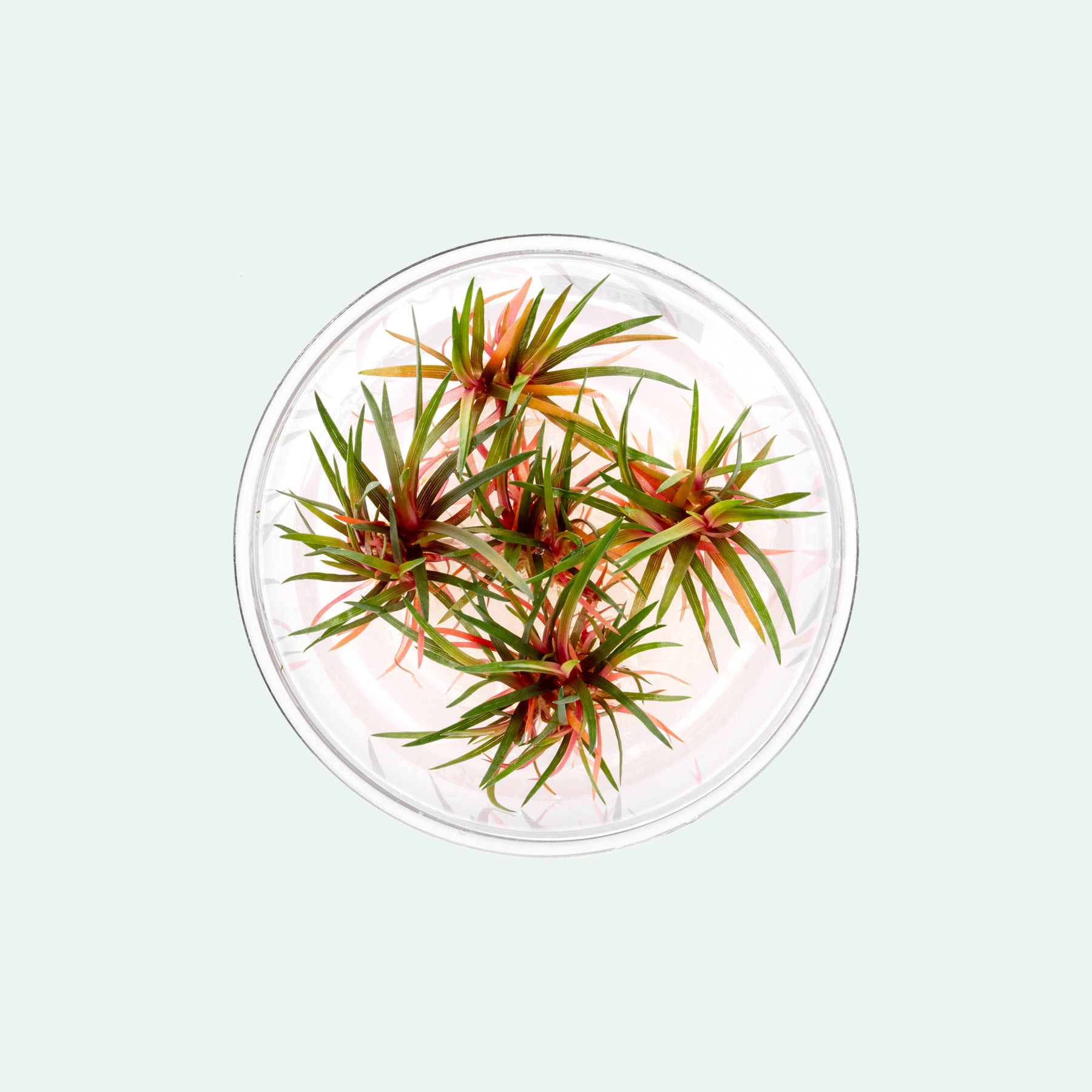 Eriocaulon Quinquangulare Red live aquarium plant for planted tanks and aquascaping