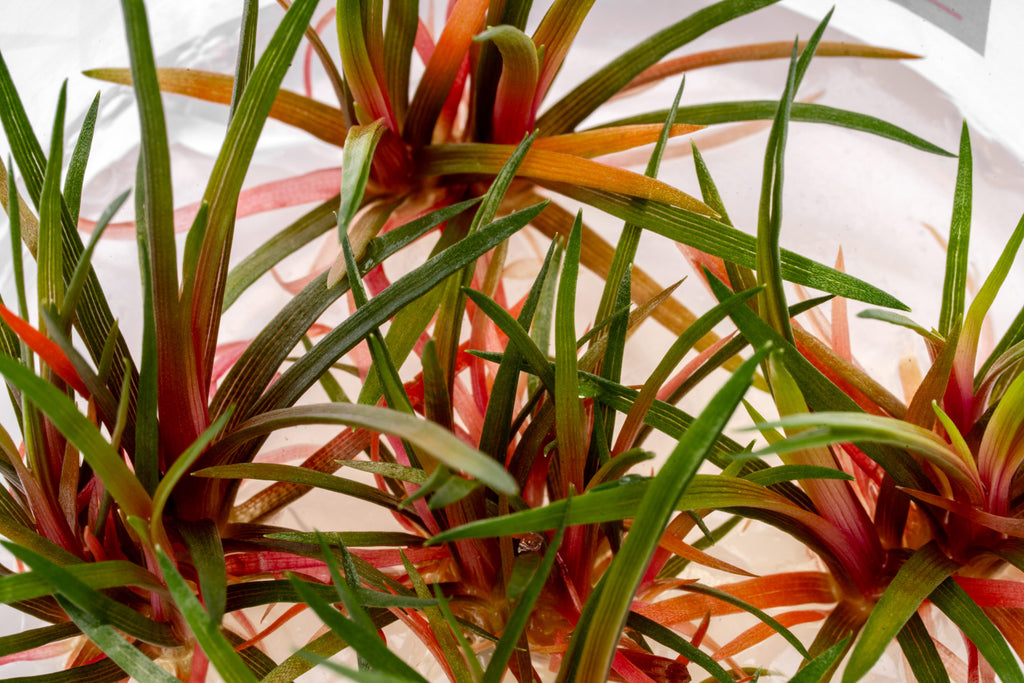 Detail shot of Eriocaulon Quinquangulare Red live tissue culture aquatic plant