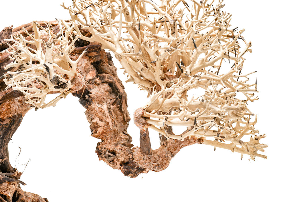 Ultum Nature Systems UNS Bonsai Tree Driftwood Aquarium Hardscape Wood 013