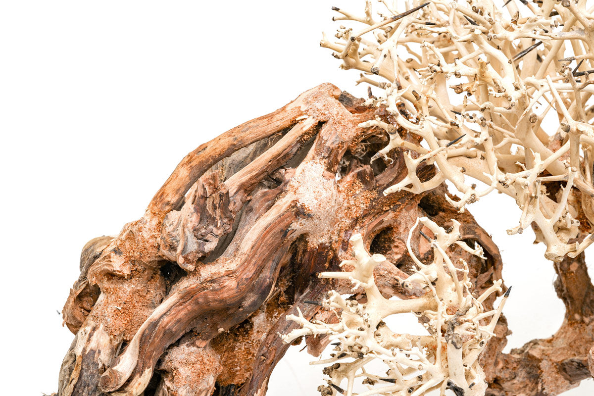 Ultum Nature Systems UNS Bonsai Tree Driftwood Aquarium Hardscape Wood 013