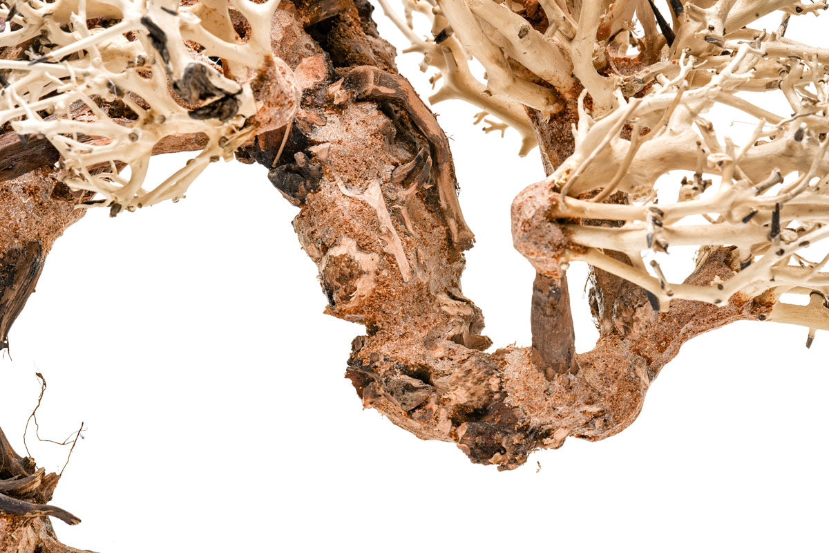 Ultum Nature Systems UNS Bonsai Tree Driftwood Aquarium Hardscape Wood 013