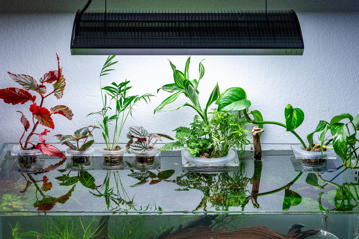 Hydroponic Planter Pot - Small - Glass Aqua