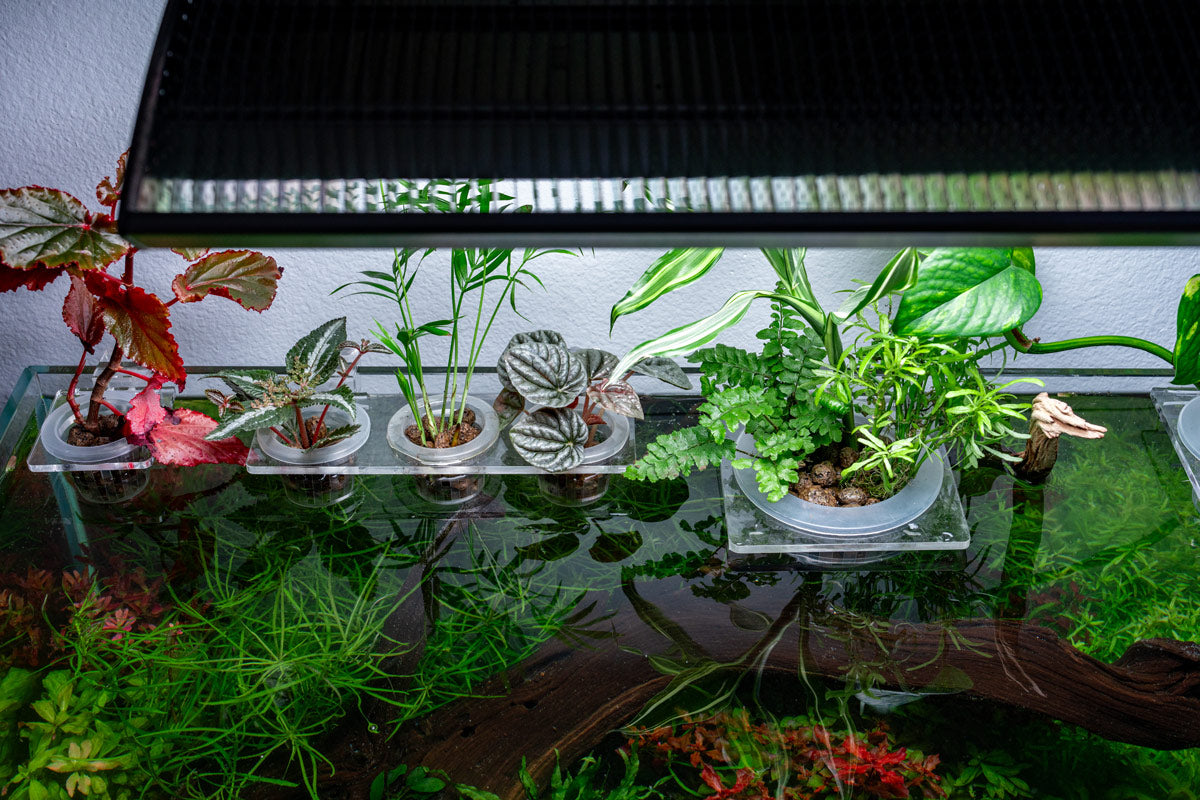 Hydroponic Planter Pot - Small - Glass Aqua