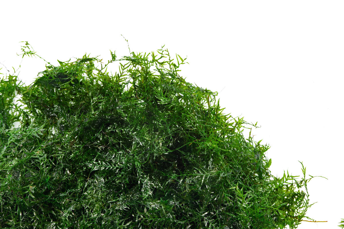 A delicate, feathery aquarium moss for aquascaping and planted tanks