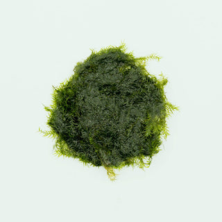A delicate, feathery aquarium moss for aquascaping and planted tanks