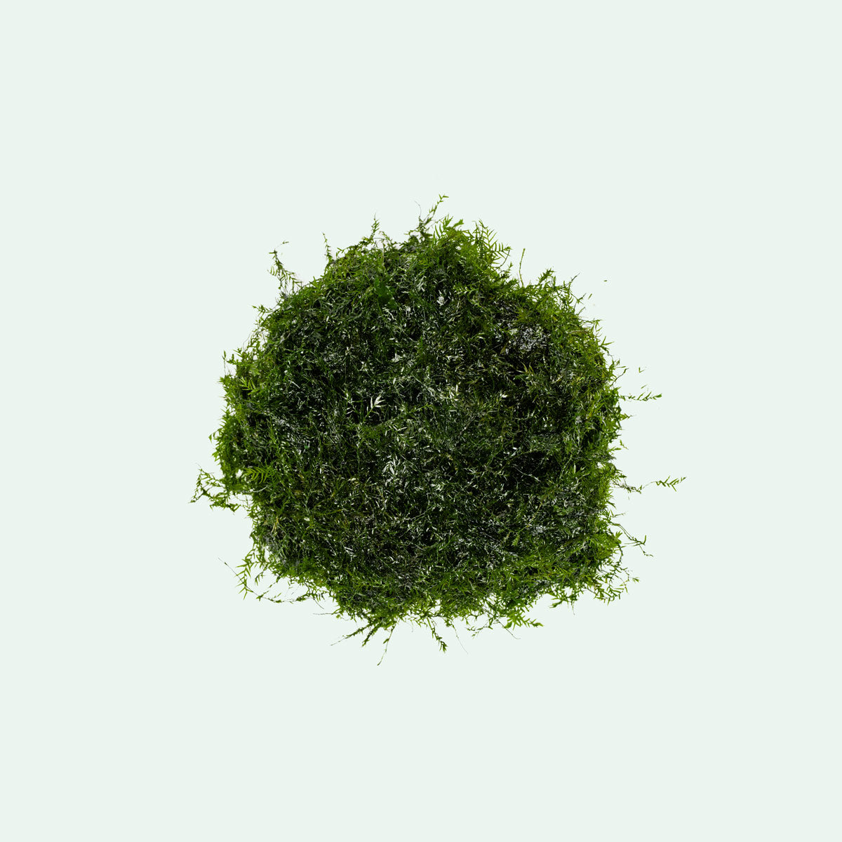A delicate, feathery aquarium moss for aquascaping and planted tanks