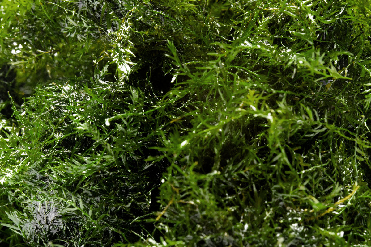 A delicate, feathery aquarium moss for aquascaping and planted tanks