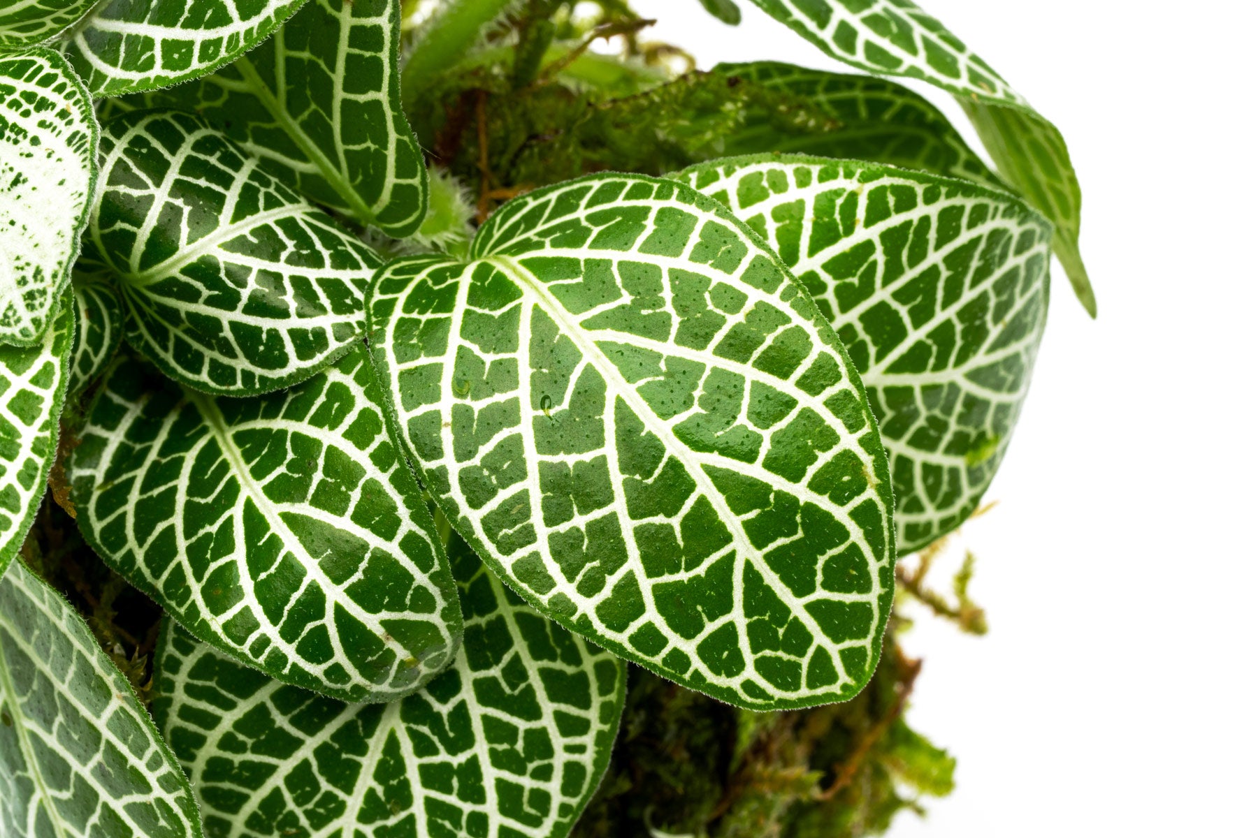 Fittonia Albivenis Red on Christmas Moss Wabi Kusa Terrarium Plant