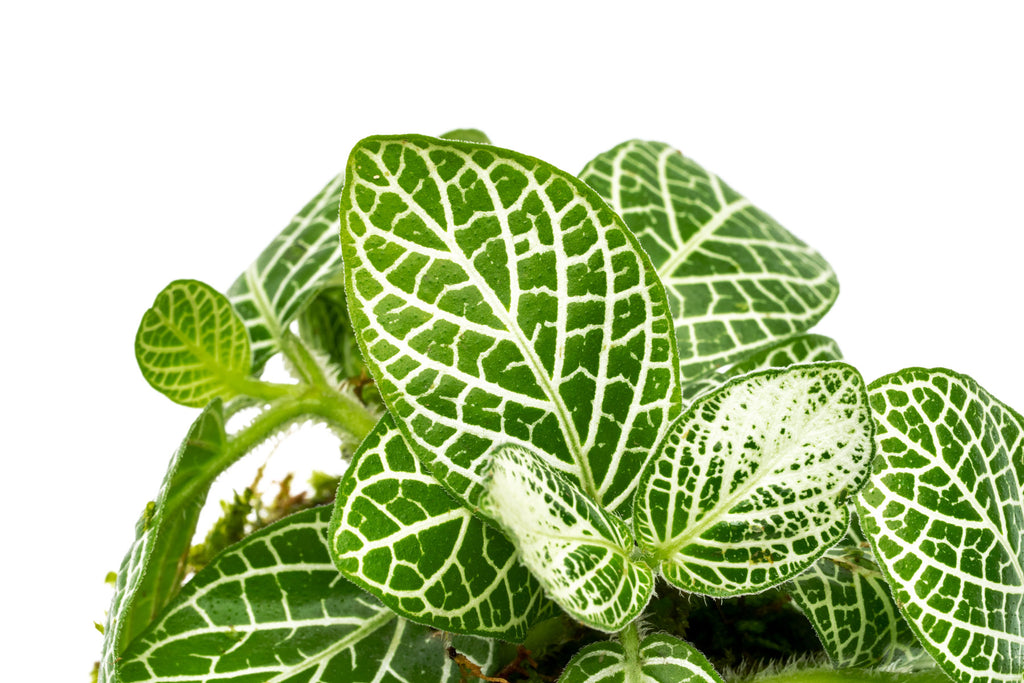 Shop Fittonia Albivenis Red on Christmas Moss Clay Ball Terrarium Plant - Glass Aqua