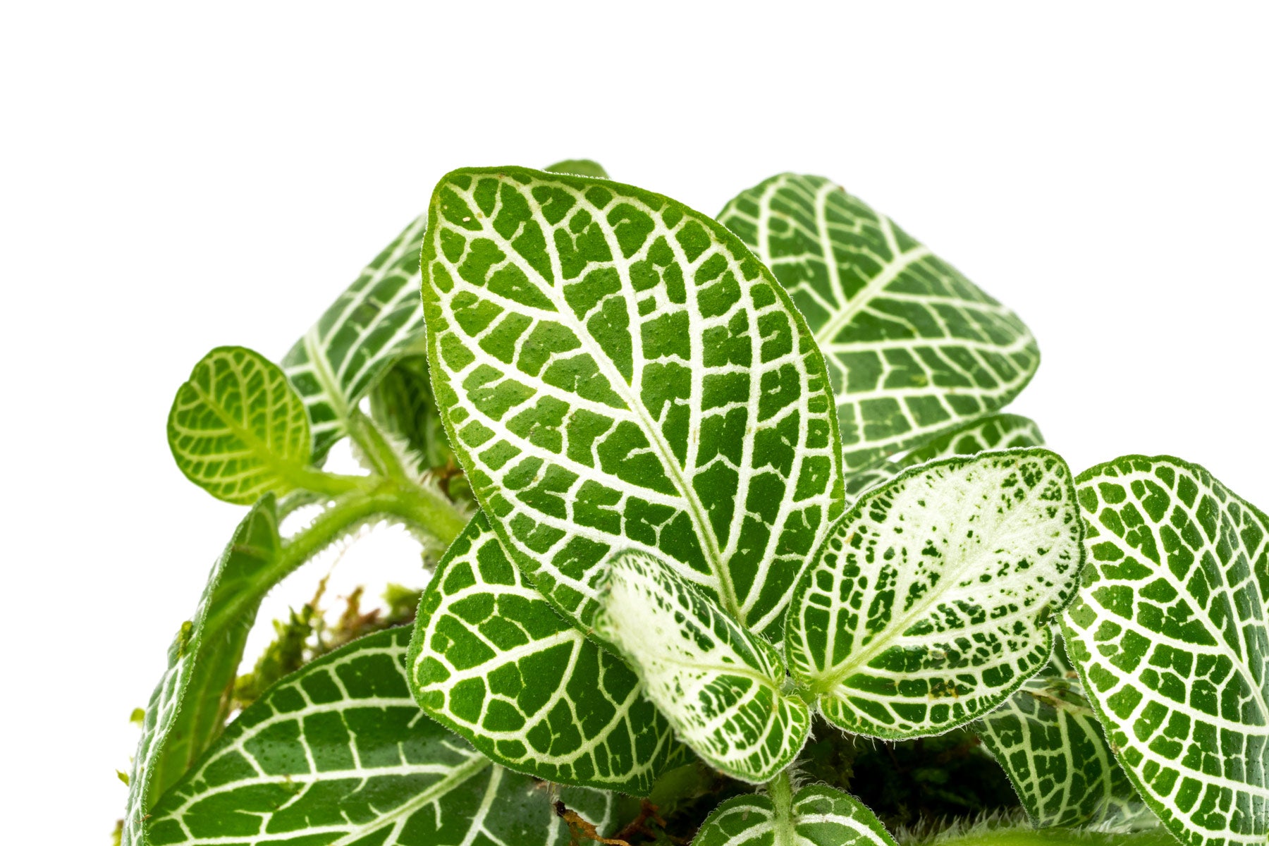 Shop Fittonia Albivenis Red on Christmas Moss Clay Ball Terrarium Plant - Glass Aqua