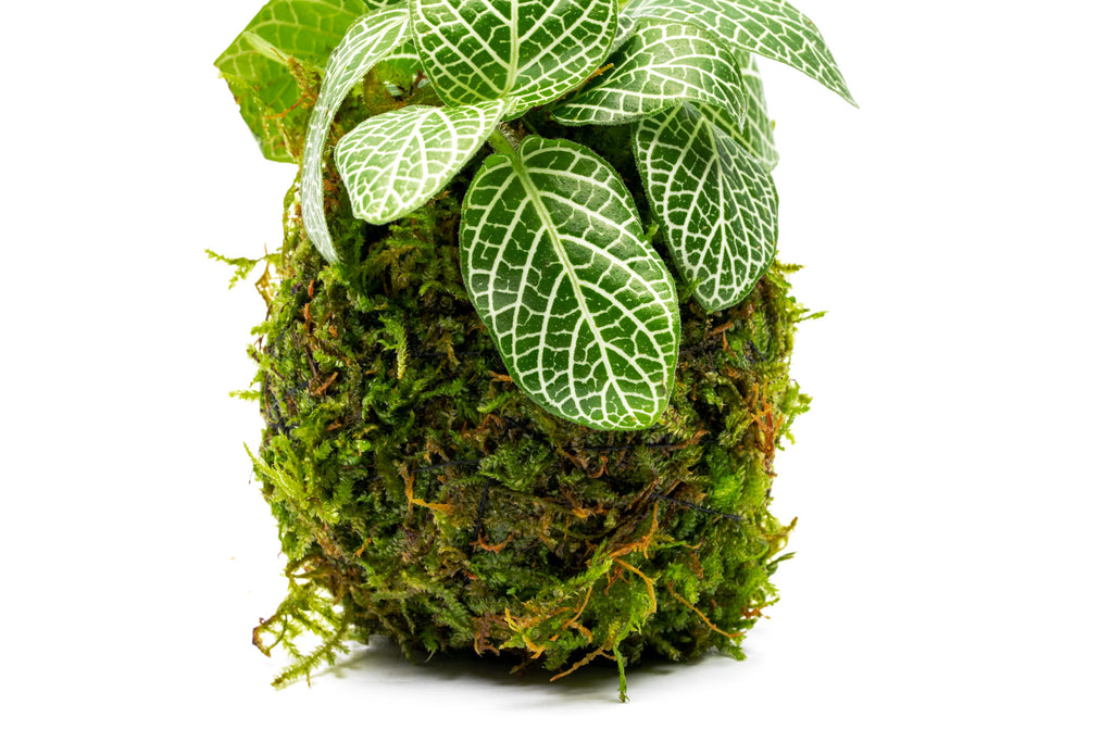 Shop Fittonia Albivenis Red on Christmas Moss Clay Ball Terrarium Plant - Glass Aqua