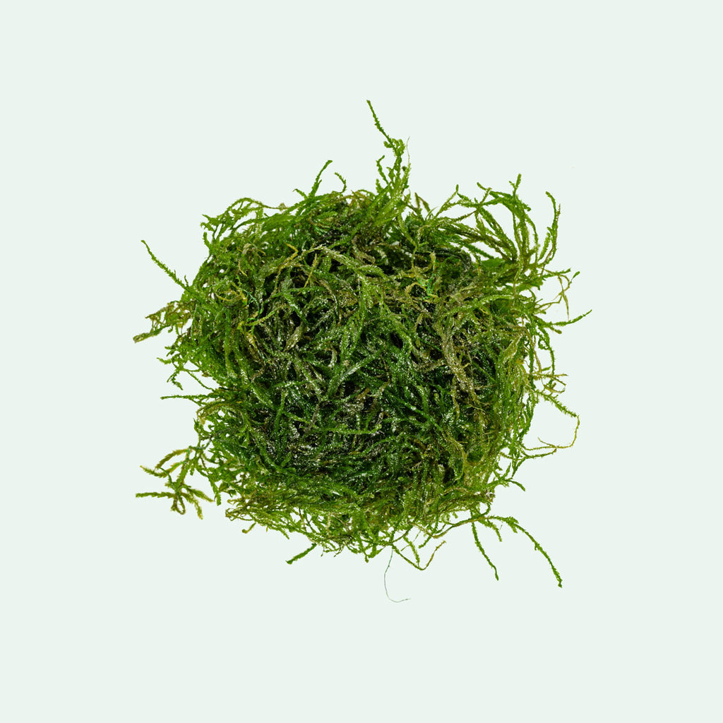 Shop Flame Moss Aquatic Plants - Glass Aqua