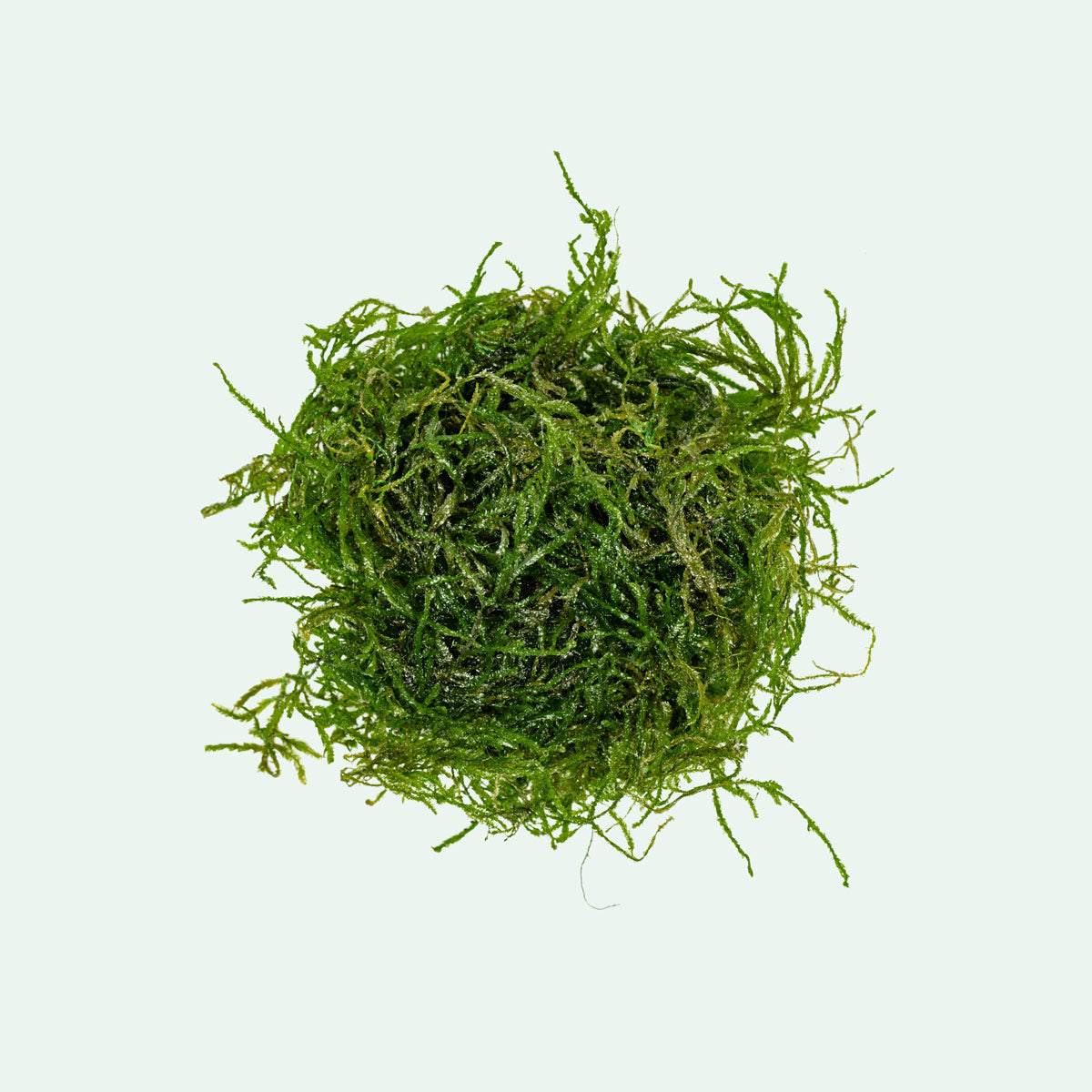 Shop Flame Moss Aquatic Plants - Glass Aqua