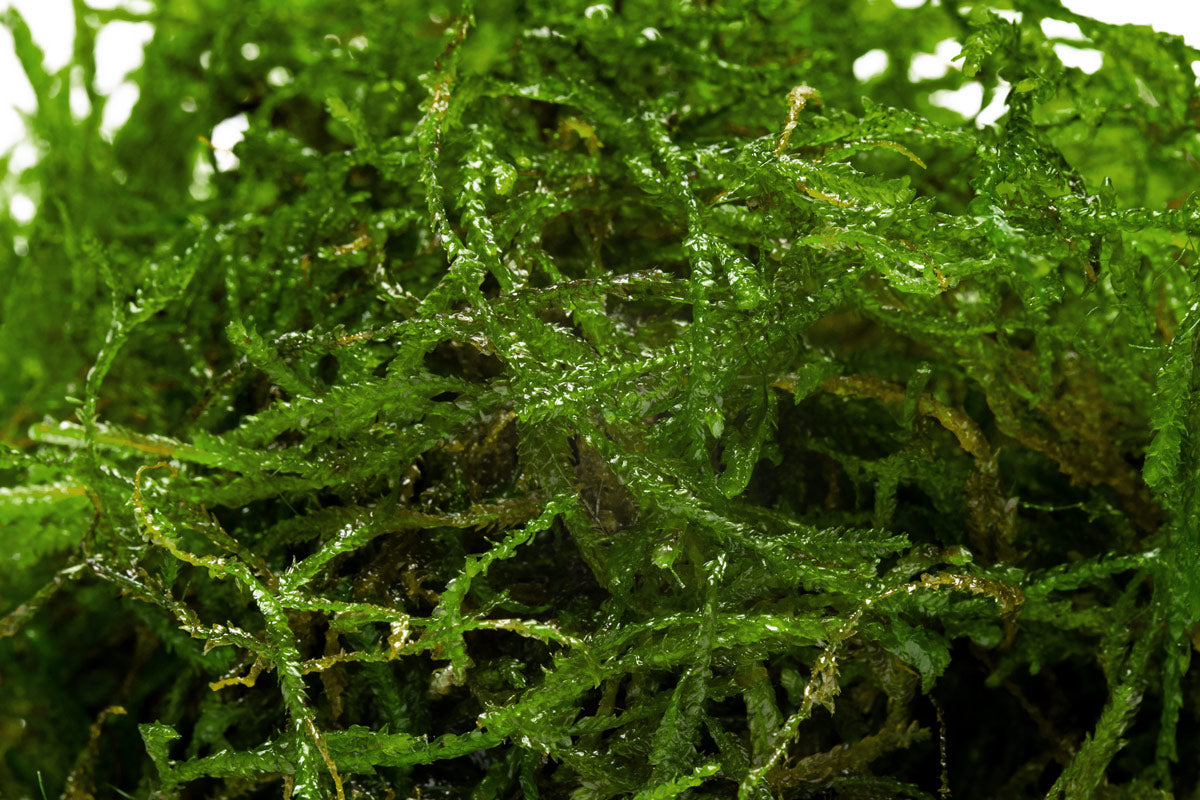 Shop Flame Moss Aquatic Plants - Glass Aqua