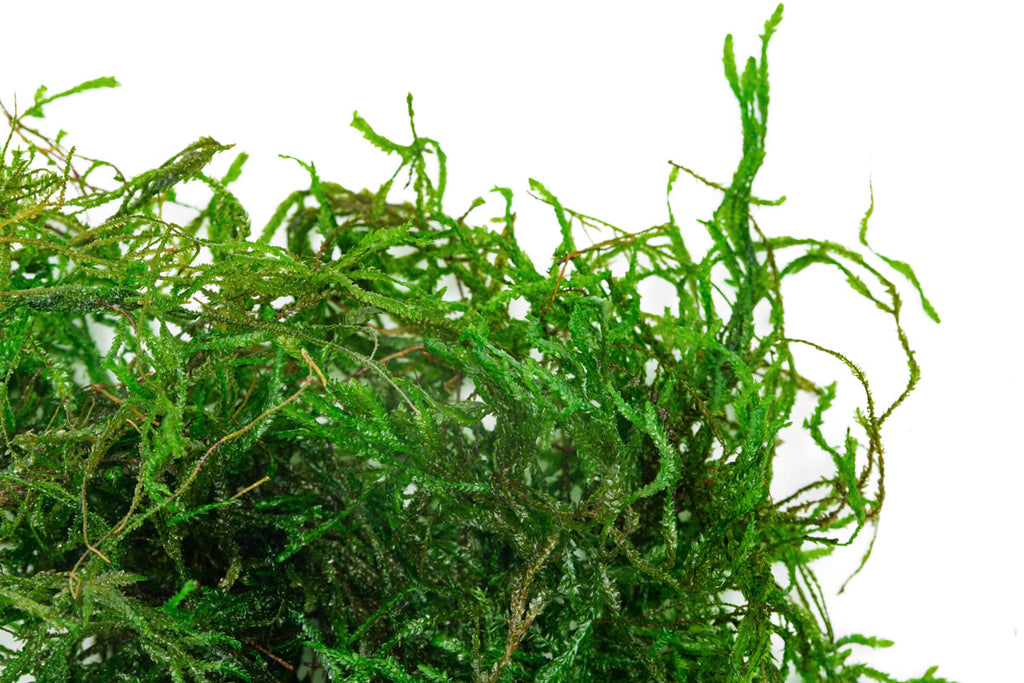 Shop Flame Moss Aquatic Plants - Glass Aqua