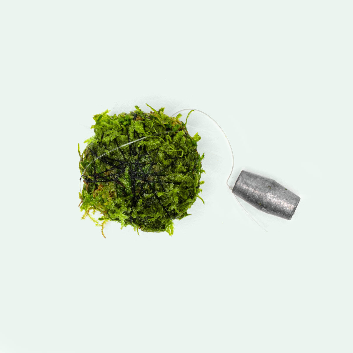 Floating Moss Ball Aquarium Decor - Live Christmas Moss | Glass Aqua