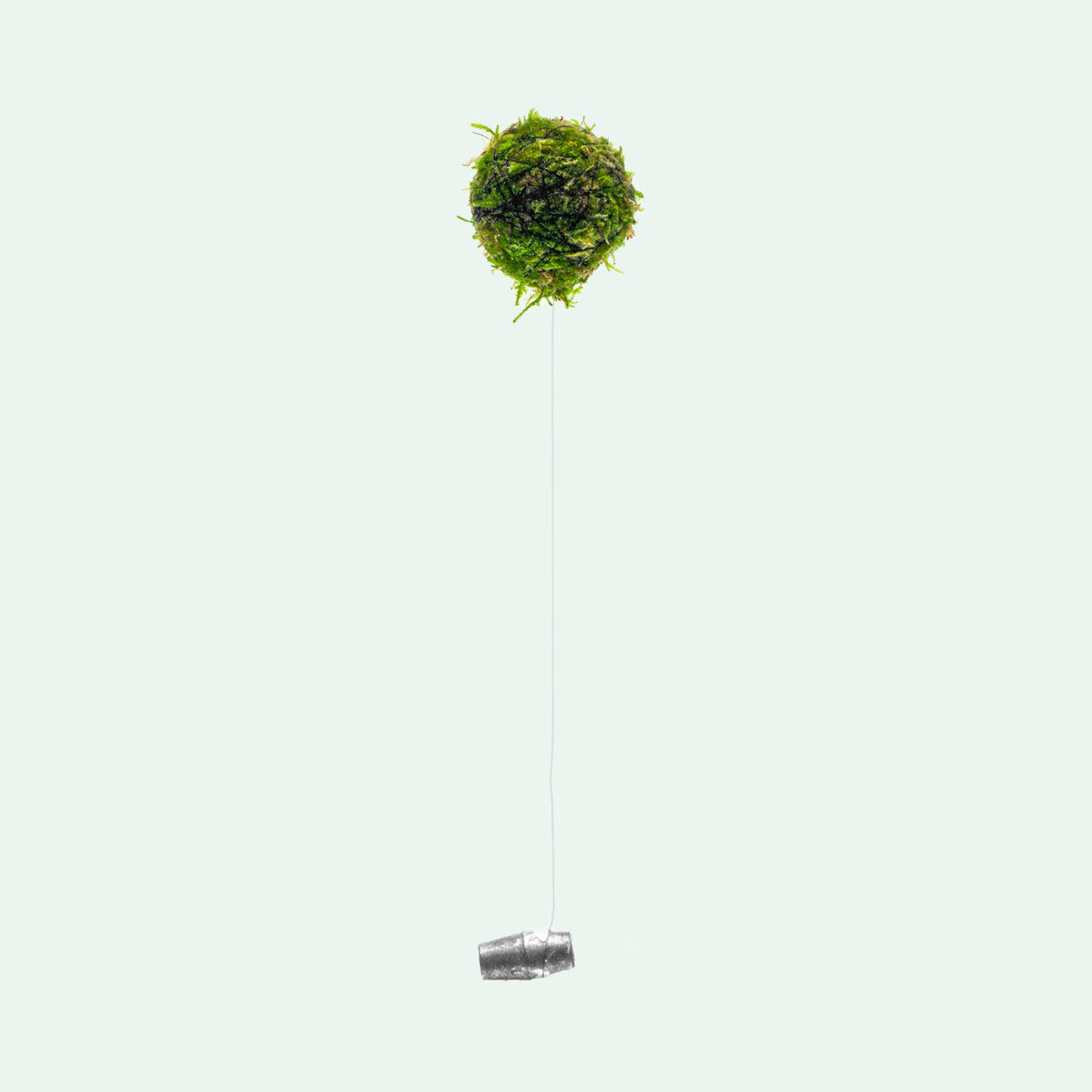 Floating Moss Ball Aquarium Decor - Live Christmas Moss | Glass Aqua