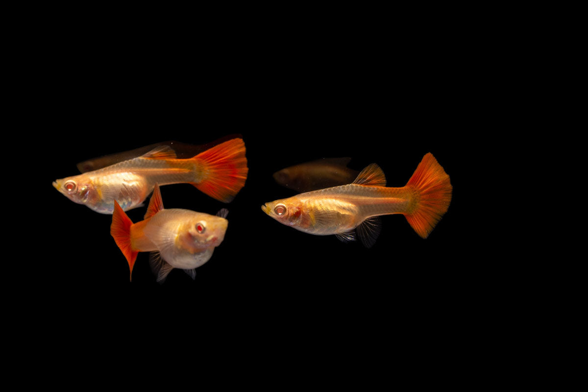 Full Red Albino Guppy