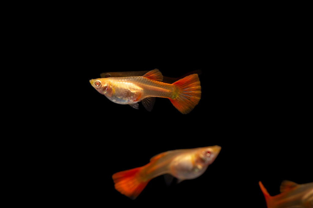 Full Red Albino Guppy