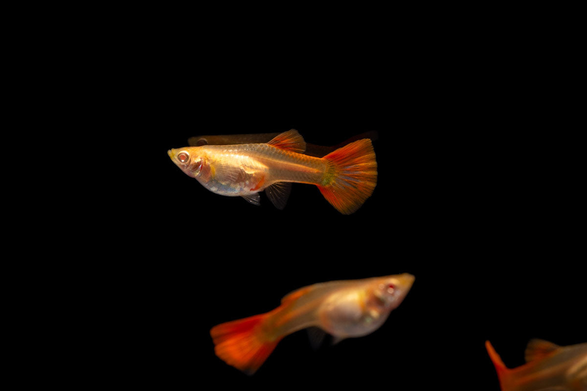Full Red Albino Guppy