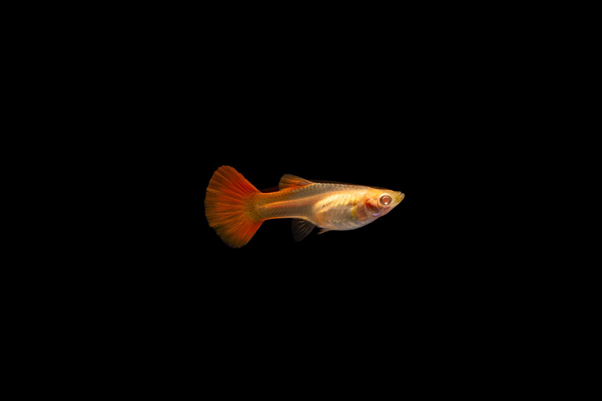Full Red Albino Guppy
