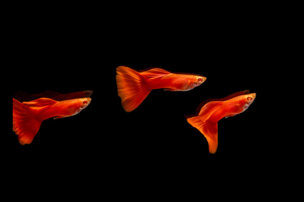 Full Red Albino Guppy