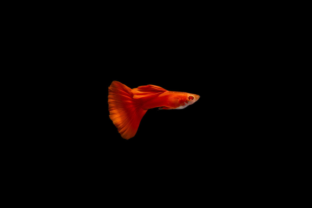 Full Red Albino Guppy