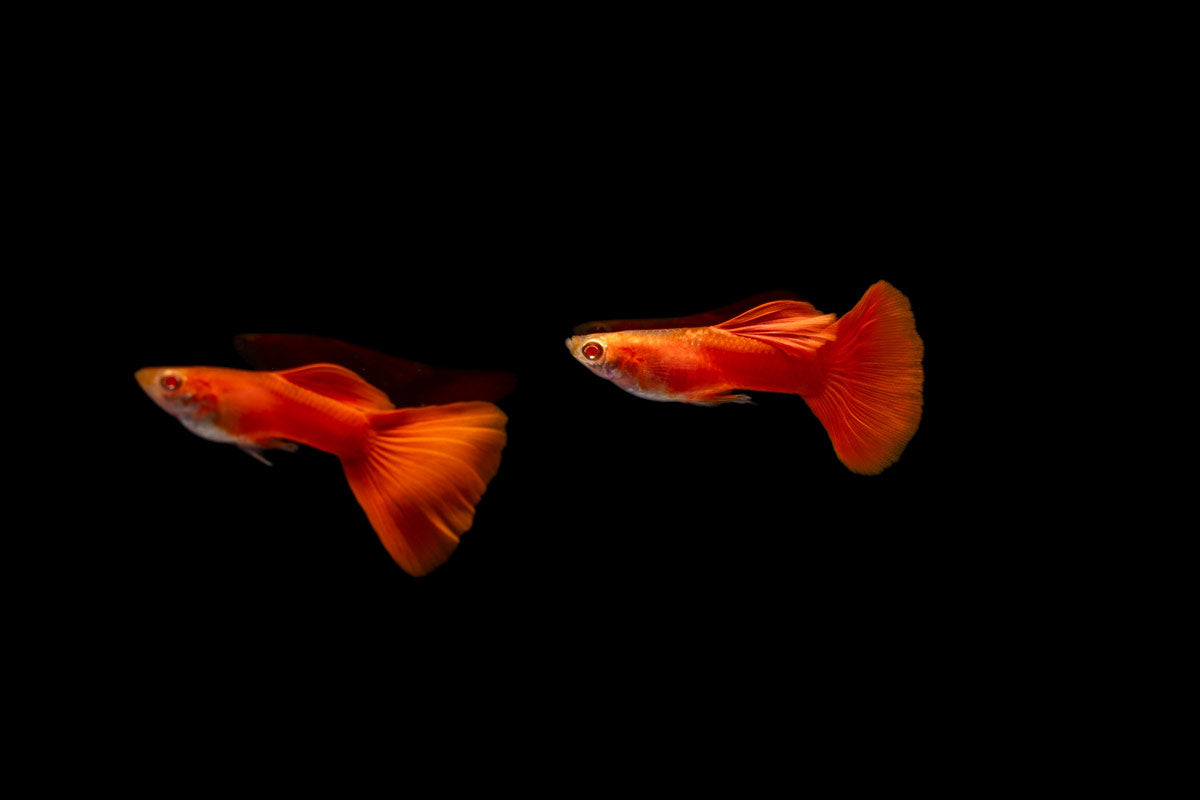 Full Red Albino Guppy