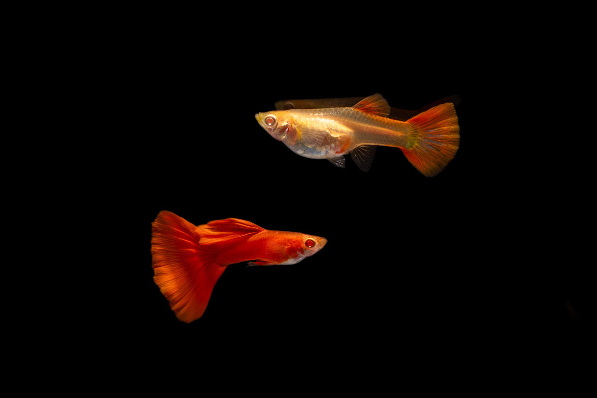 Full Red Albino Guppy