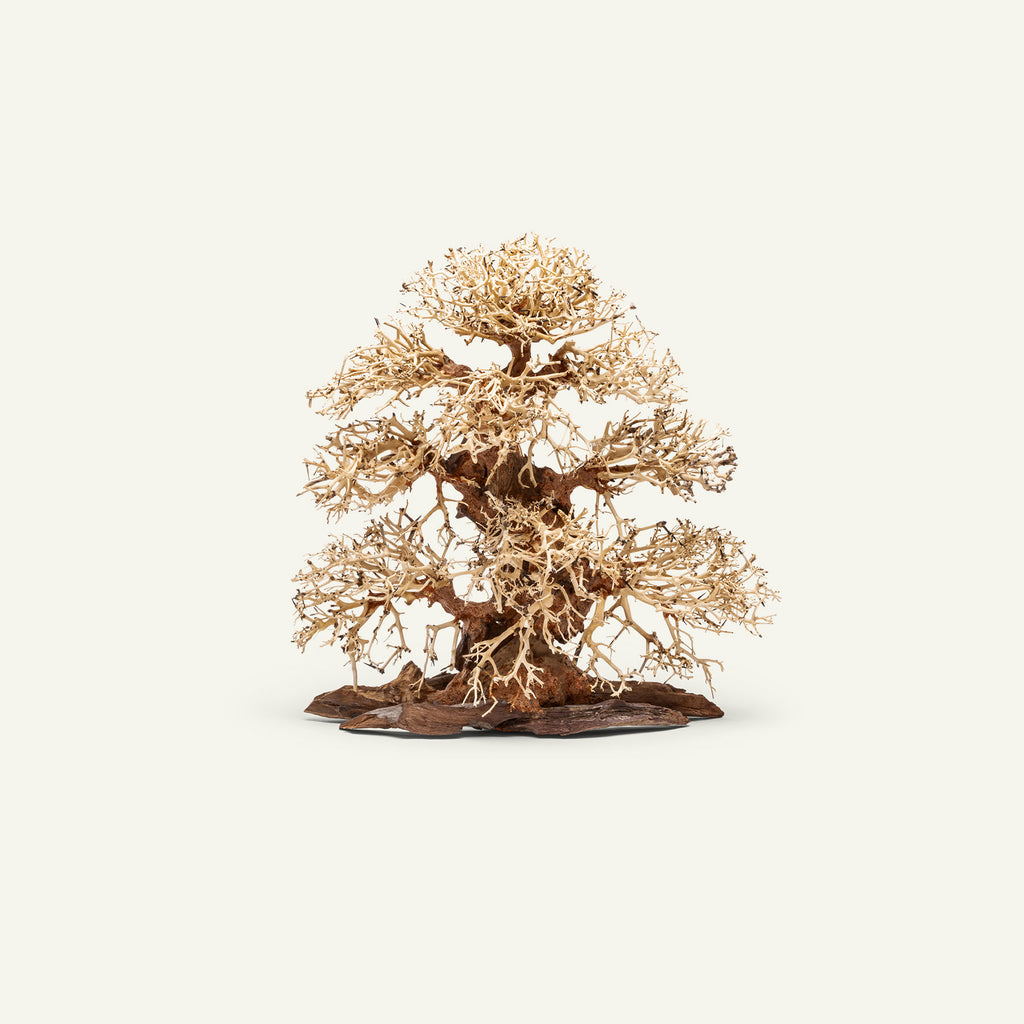 Ultum Nature Systems UNS Bonsai Tree Driftwood Aquarium Hardscape Wood  002