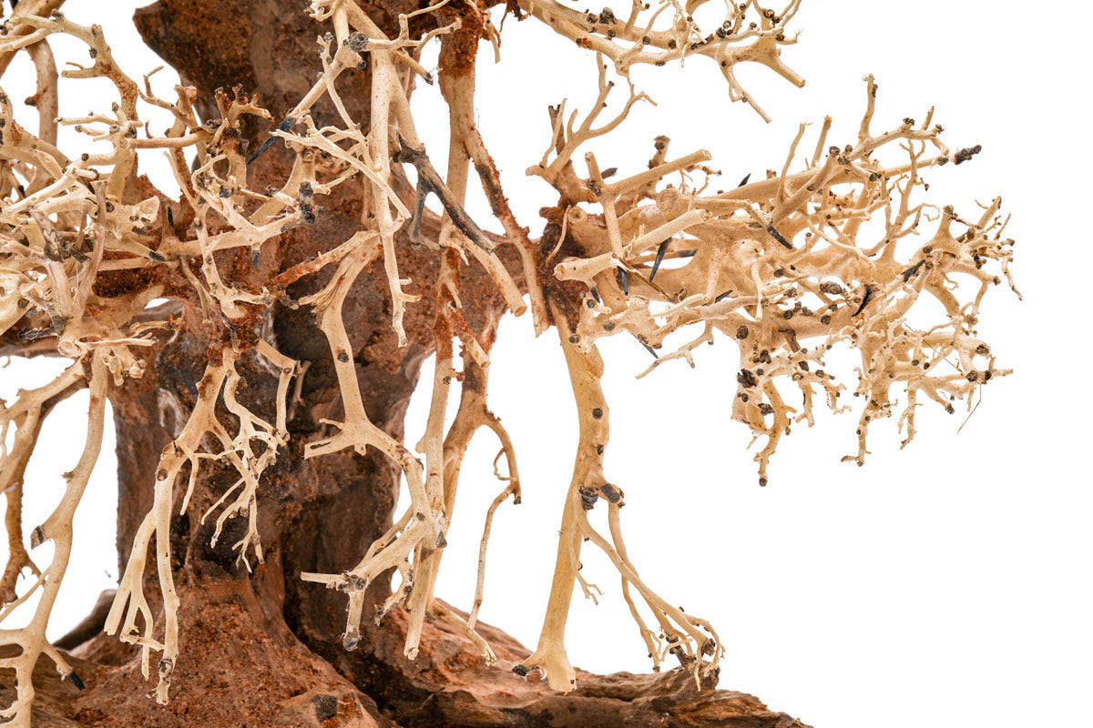 Ultum Nature Systems UNS Bonsai Tree Driftwood Aquarium Hardscape Wood 002