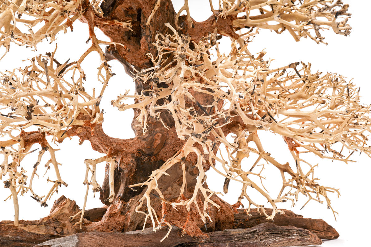 Ultum Nature Systems UNS Bonsai Tree Driftwood Aquarium Hardscape Wood 002