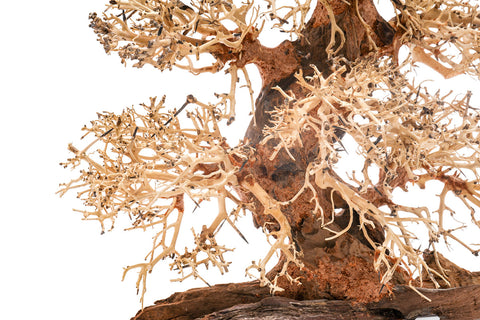 Ultum Nature Systems UNS Bonsai Tree Driftwood Aquarium Hardscape Wood  002