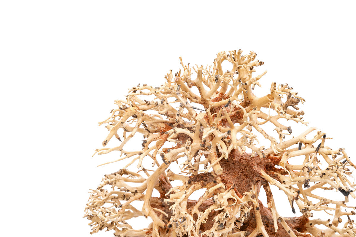 Ultum Nature Systems UNS Bonsai Tree Driftwood Aquarium Hardscape Wood 002