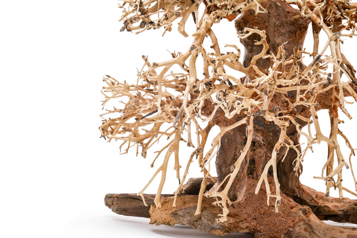 Ultum Nature Systems UNS Bonsai Tree Driftwood Aquarium Hardscape Wood 002
