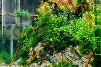 Colorful Planted Aquarium with Ember Tetras