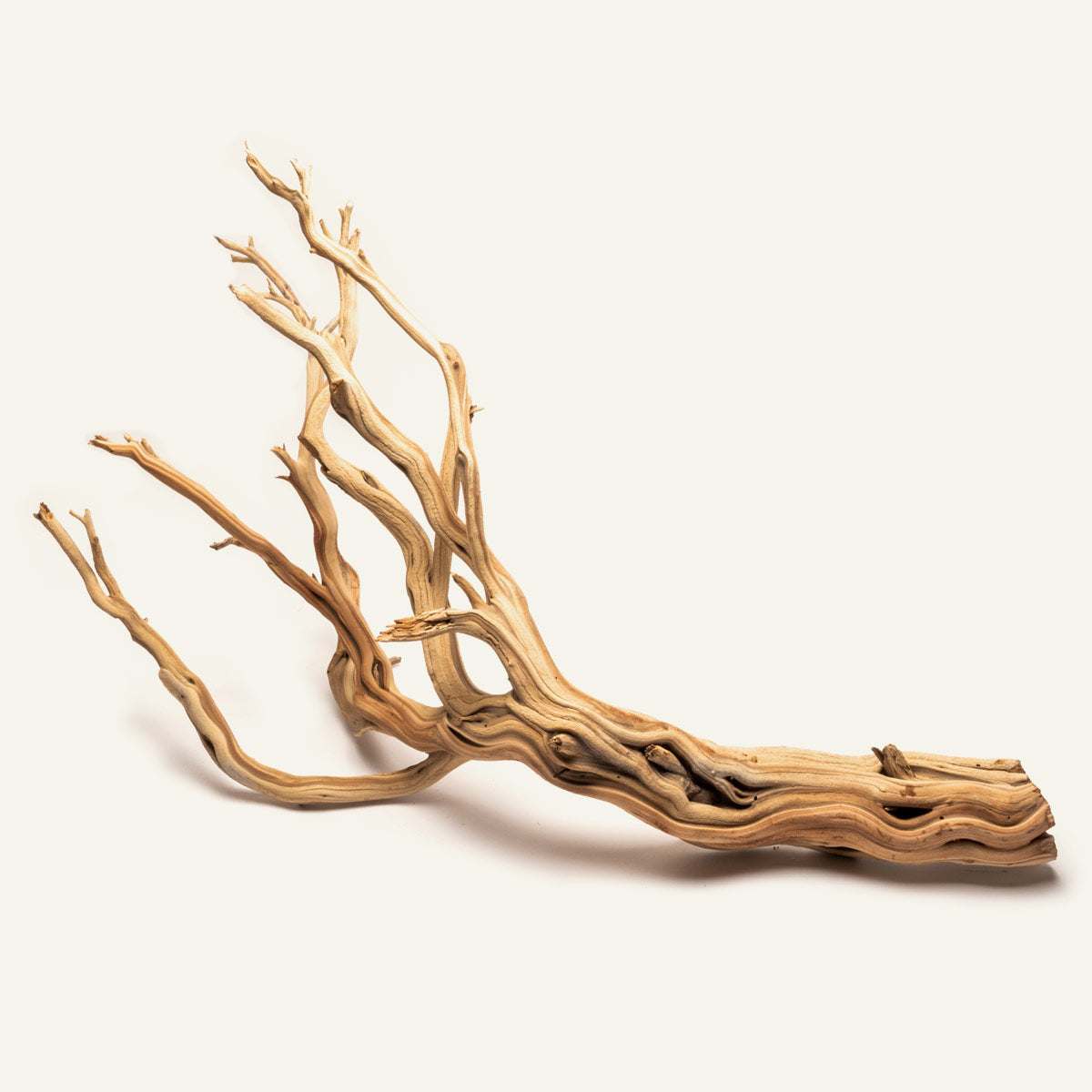 Ghost Wood Driftwood for Planted Aquarium Tank, Terrarium and Vivarium
