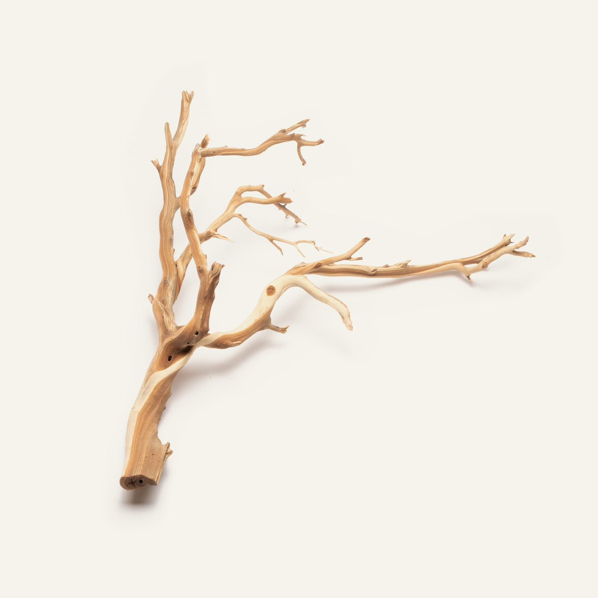 Ghost Wood Driftwood for Planted Aquarium Tank, Terrarium and Vivarium